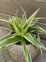 Zdjęcie rośliny Chlorophytum comosum Ocean (Zielistka), ujęcie 2