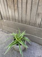Zdjęcie rośliny Chlorophytum comosum Ocean (Zielistka), ujęcie 3