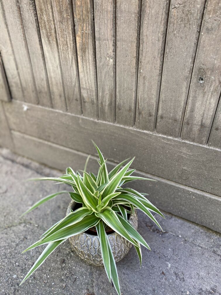 Zdjęcie rośliny Chlorophytum comosum Ocean (Zielistka), ujęcie 3