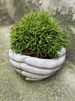 Zdjęcie doniczki lub oslonki: Osłonka Dłonie 12x7 cm, ujęcie 2