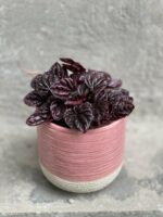 Zdjęcie rośliny Peperomia caperata Schumi Red, ujęcie 1