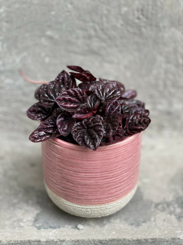peperomia-caperata-schumi-red_10x15-0.jpg Zdjęcie rośliny Peperomia caperata Schumi Red, ujęcie 1