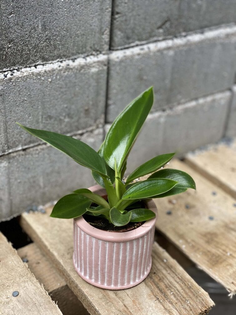 philodendron-martianum_6x10-0.jpg Zdjęcie rośliny Philodendron martianum, ujęcie 1