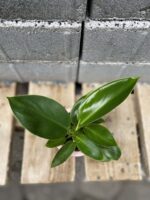 Zdjęcie rośliny Philodendron martianum, ujęcie 2
