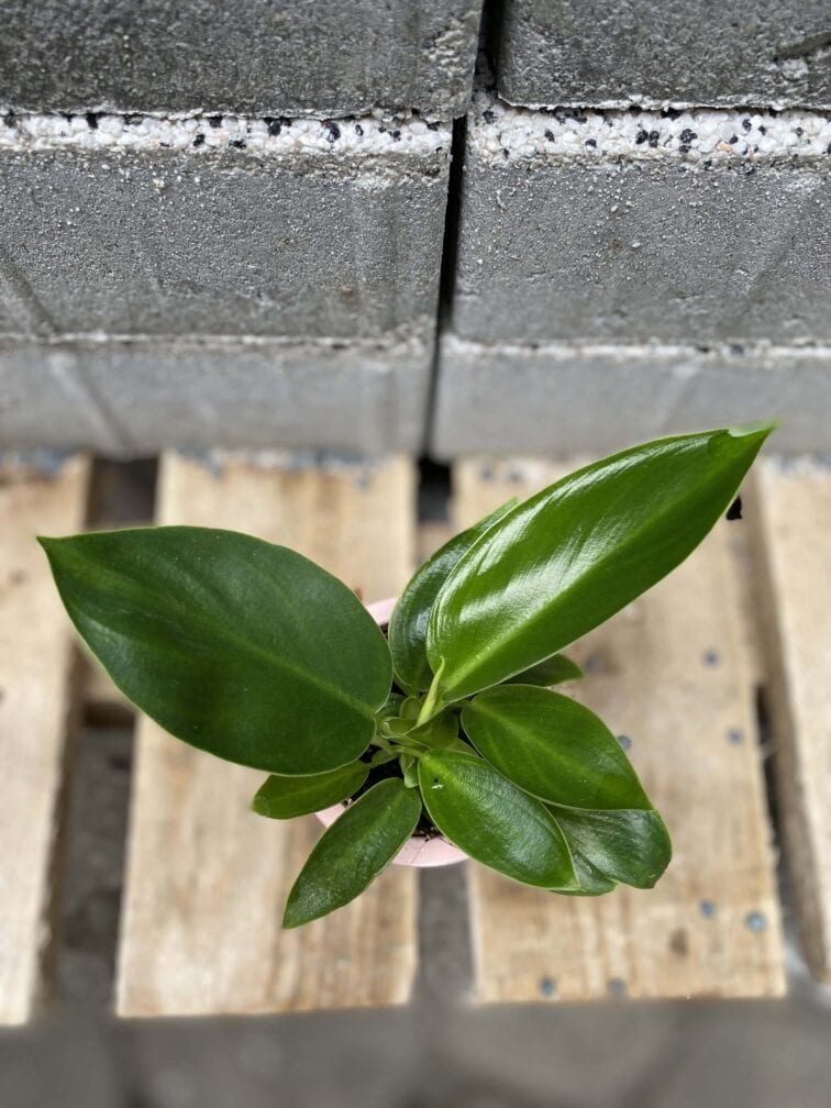 Zdjęcie rośliny Philodendron martianum, ujęcie 2