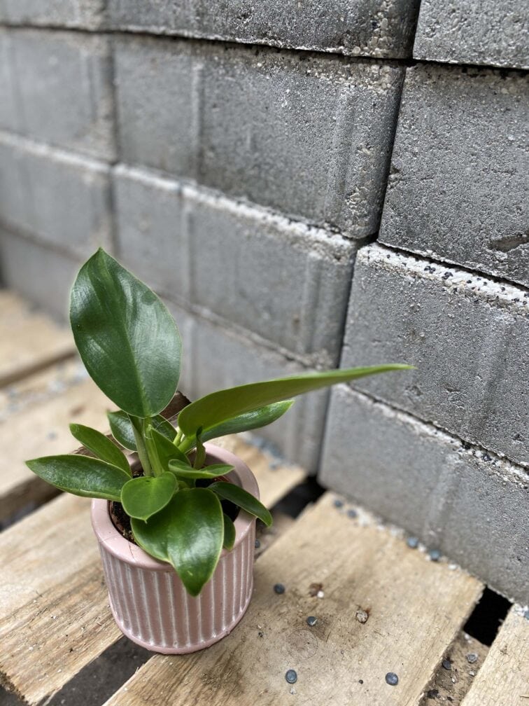 Zdjęcie rośliny Philodendron martianum, ujęcie 3