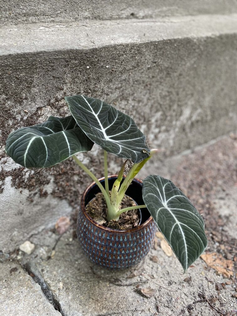 alocasia-black-velvet_11x30-0.jpg Zdjęcie rośliny Alocasia Black Velvet, ujęcie 1