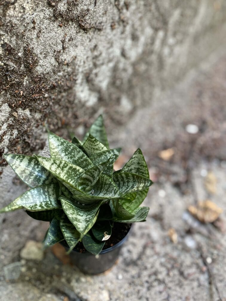 sansevieria-trifasciata-braid_9x30-0.jpg Zdjęcie rośliny Sansevieria Trifasciata Braid, ujęcie 1