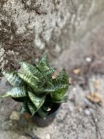Zdjęcie rośliny Sansevieria Trifasciata Braid, ujęcie 3