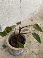 Zdjęcie rośliny Philodendron Pink Princess, ujęcie 1