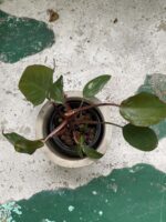 Zdjęcie rośliny Philodendron Pink Princess, ujęcie 2