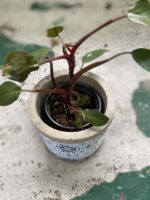 Zdjęcie rośliny Philodendron Pink Princess, ujęcie 3