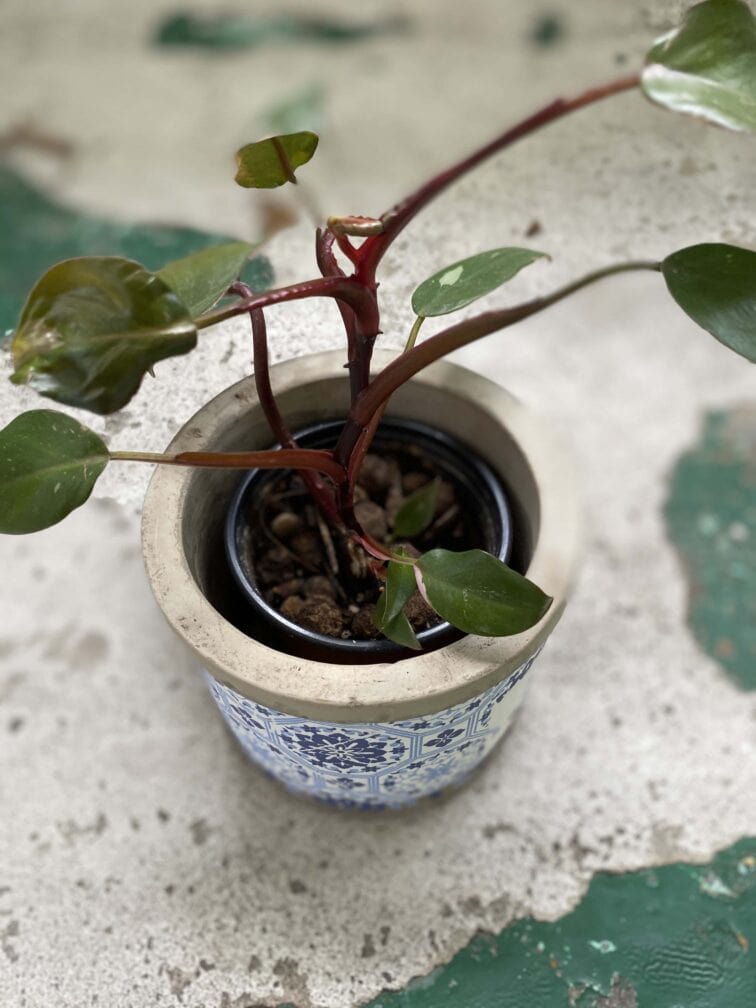 Zdjęcie rośliny Philodendron Pink Princess, ujęcie 3
