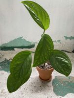 Zdjęcie rośliny Monstera Pinnapartida, ujęcie 1
