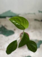 Zdjęcie rośliny Monstera Pinnapartida, ujęcie 2