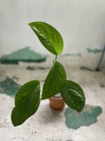 Zdjęcie rośliny Monstera Pinnapartida, ujęcie 3