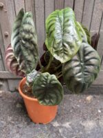 Zdjęcie rośliny Alocasia Red Secret, ujęcie 1