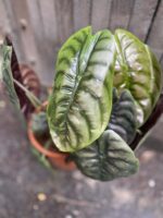 Zdjęcie rośliny Alocasia Red Secret, ujęcie 2