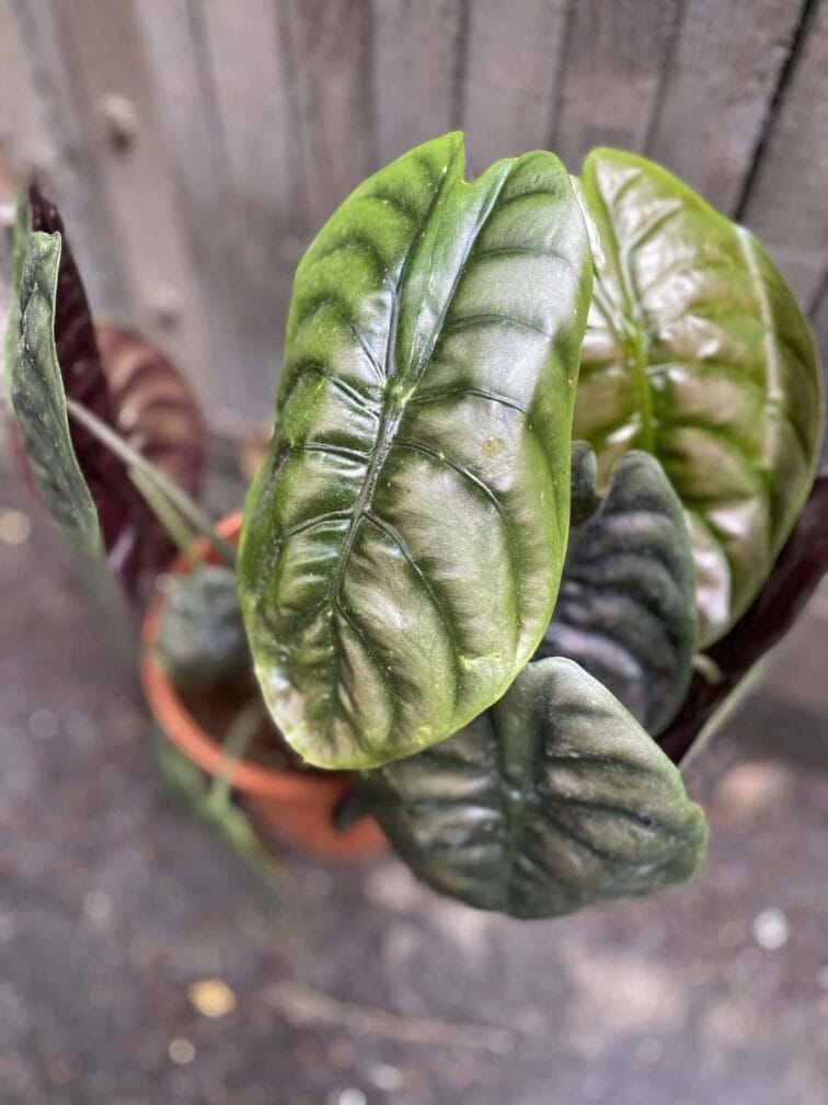 Zdjęcie rośliny Alocasia Red Secret, ujęcie 2