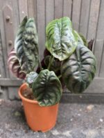 Zdjęcie rośliny Alocasia Red Secret, ujęcie 3