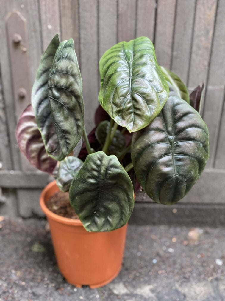 Zdjęcie rośliny Alocasia Red Secret, ujęcie 3