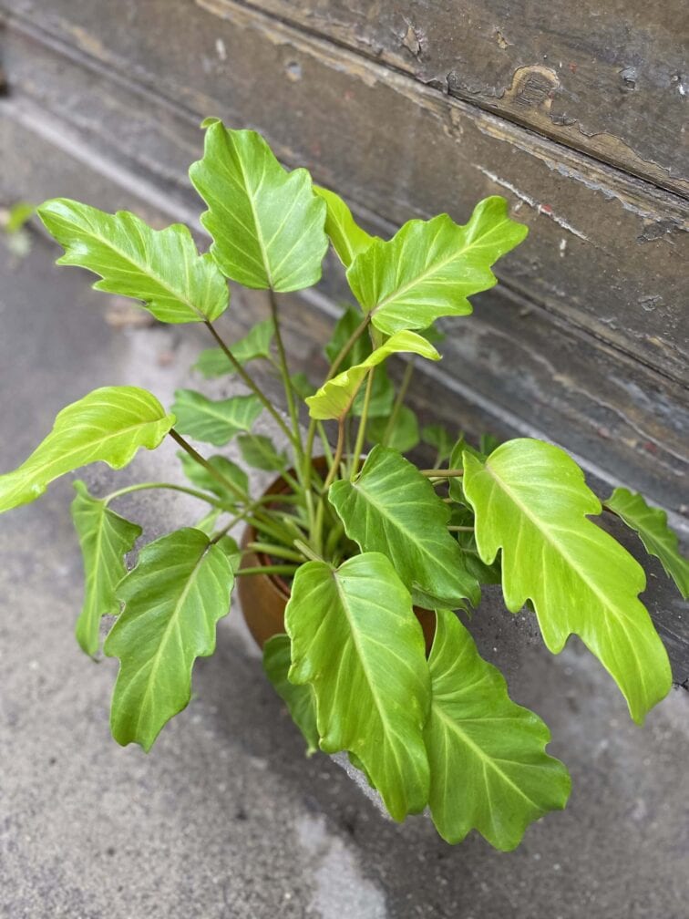 philodendron-xanadu-gold_15x40-0.jpg Zdjęcie rośliny Philodendron Xanadu Gold, ujęcie 1