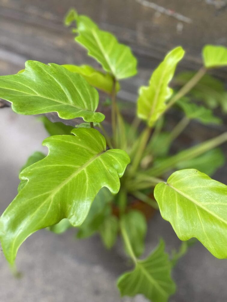 Zdjęcie rośliny Philodendron Xanadu Gold, ujęcie 2