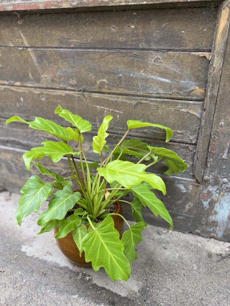 Zdjęcie rośliny Philodendron Xanadu Gold, ujęcie 3