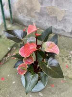 Zdjęcie rośliny Anthurium Rainbow, ujęcie 2