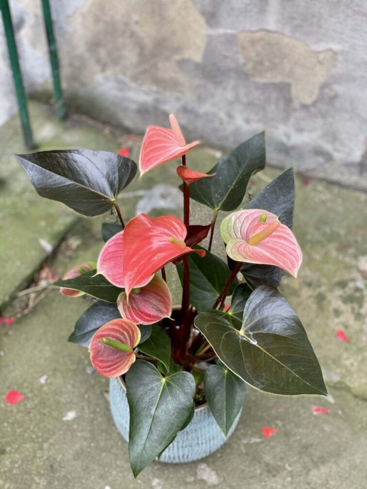 Zdjęcie rośliny Anthurium Rainbow, ujęcie 2
