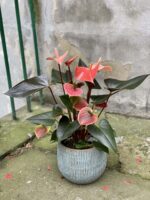 Zdjęcie rośliny Anthurium Rainbow, ujęcie 3