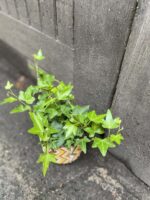 Zdjęcie rośliny Hedera Helix (Bluszcz), ujęcie 2