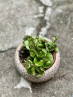 Zdjęcie rośliny Hoya carnosa compacta, ujęcie 3