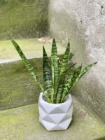 Zdjęcie rośliny Sansevieria Black Coral, ujęcie 1