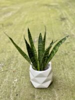 Zdjęcie rośliny Sansevieria Black Coral, ujęcie 2