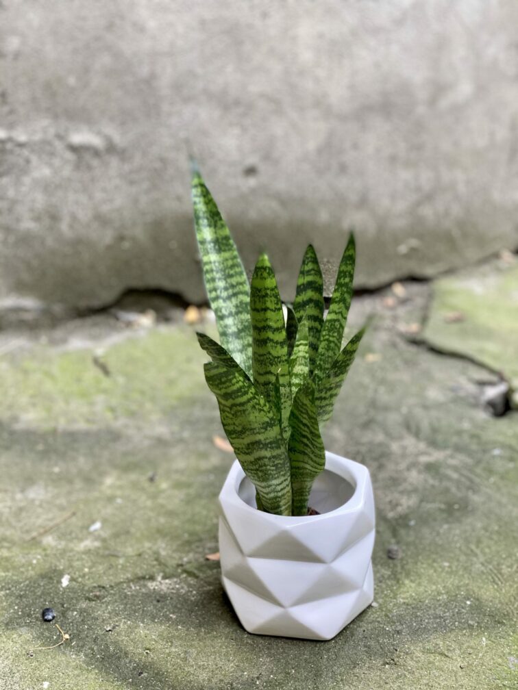 Zdjęcie rośliny Sansevieria Black Coral, ujęcie 3