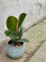 Zdjęcie rośliny Ficus elastica Robusta, ujęcie 1
