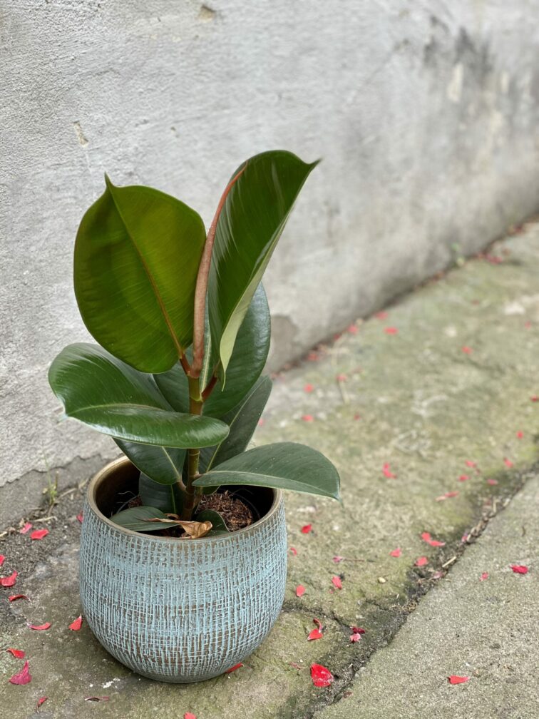 ficus-elastica-robusta_14x40-0.jpg Zdjęcie rośliny Ficus elastica Robusta, ujęcie 1
