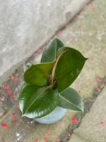 Zdjęcie rośliny Ficus elastica Robusta, ujęcie 2