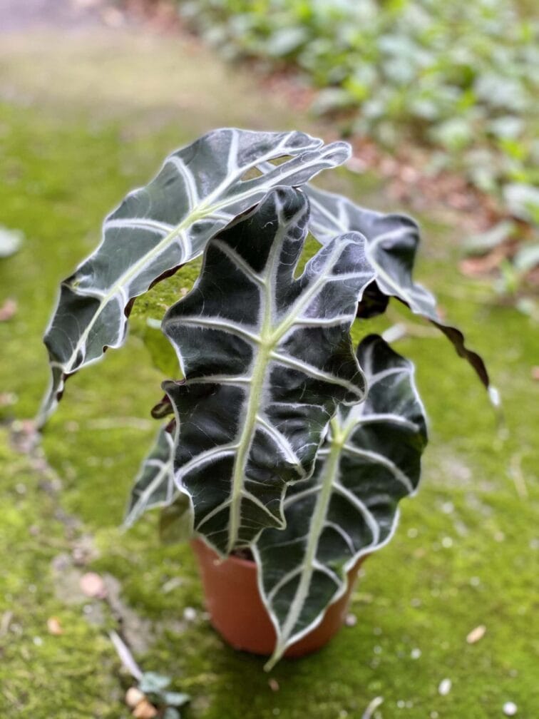 alocasia-polly_17x40-0.jpg Zdjęcie rośliny Alocasia Polly, ujęcie 1