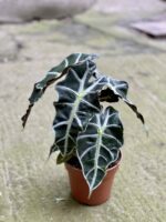 Zdjęcie rośliny Alocasia Polly, ujęcie 2