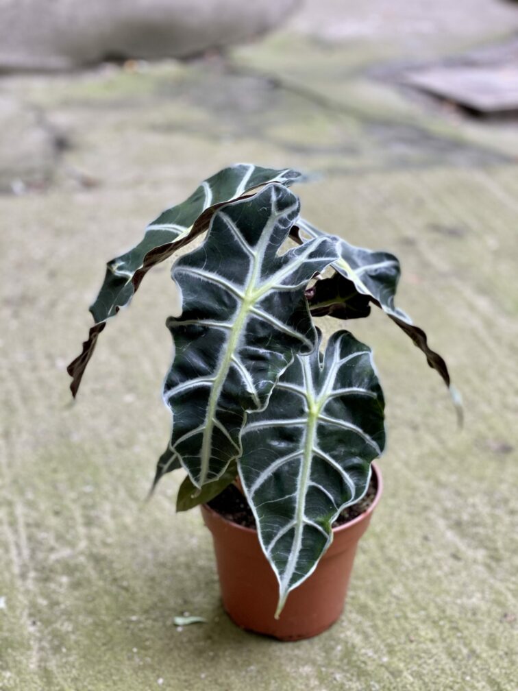 Zdjęcie rośliny Alocasia Polly, ujęcie 2