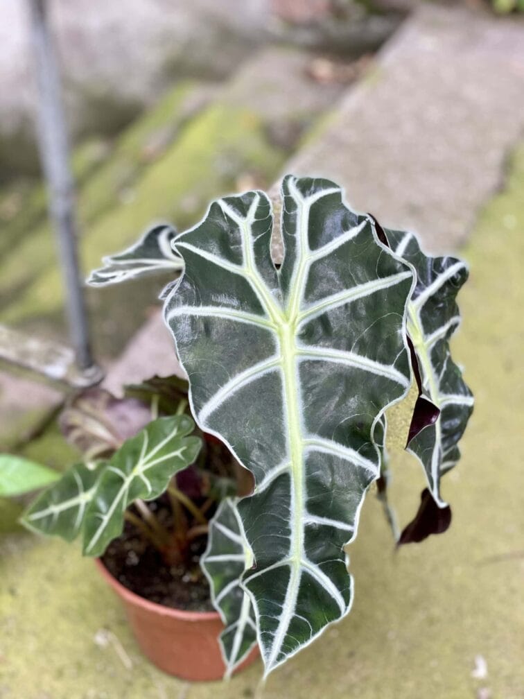 Zdjęcie rośliny Alocasia Polly, ujęcie 3