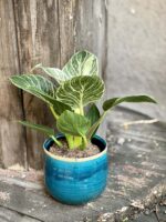 Zdjęcie rośliny Philodendron Birkin, ujęcie 2