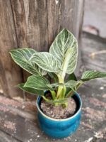 Zdjęcie rośliny Philodendron Birkin, ujęcie 3