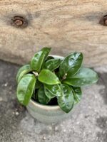 Zdjęcie rośliny Hoya Carnosa Krinkle, ujęcie 2