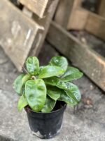 Zdjęcie rośliny Hoya Carnosa Krinkle, ujęcie 3