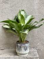 Zdjęcie doniczki lub oslonki: Osłonka Broad Peak 15x16 cm, ujęcie 2