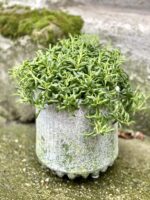 Zdjęcie doniczki lub oslonki: Osłonka Makalu 14x19 cm, ujęcie 2