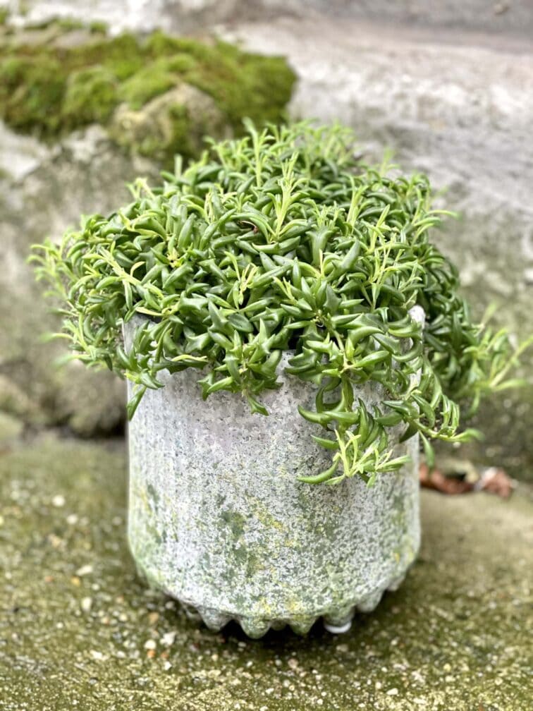 Zdjęcie doniczki lub oslonki: Osłonka Makalu 14x19 cm, ujęcie 2